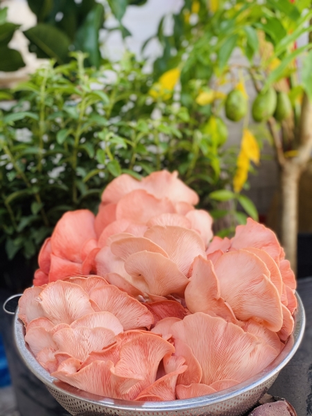 Nấm hồng ngọc - Công Ty TNHH Thương Mại Sản Xuất Trồng Trọt Nấm Khỏe
